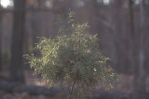 Cedar tree sprout.