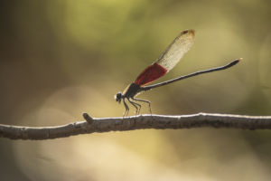 red winged dragonfly perched on a twig