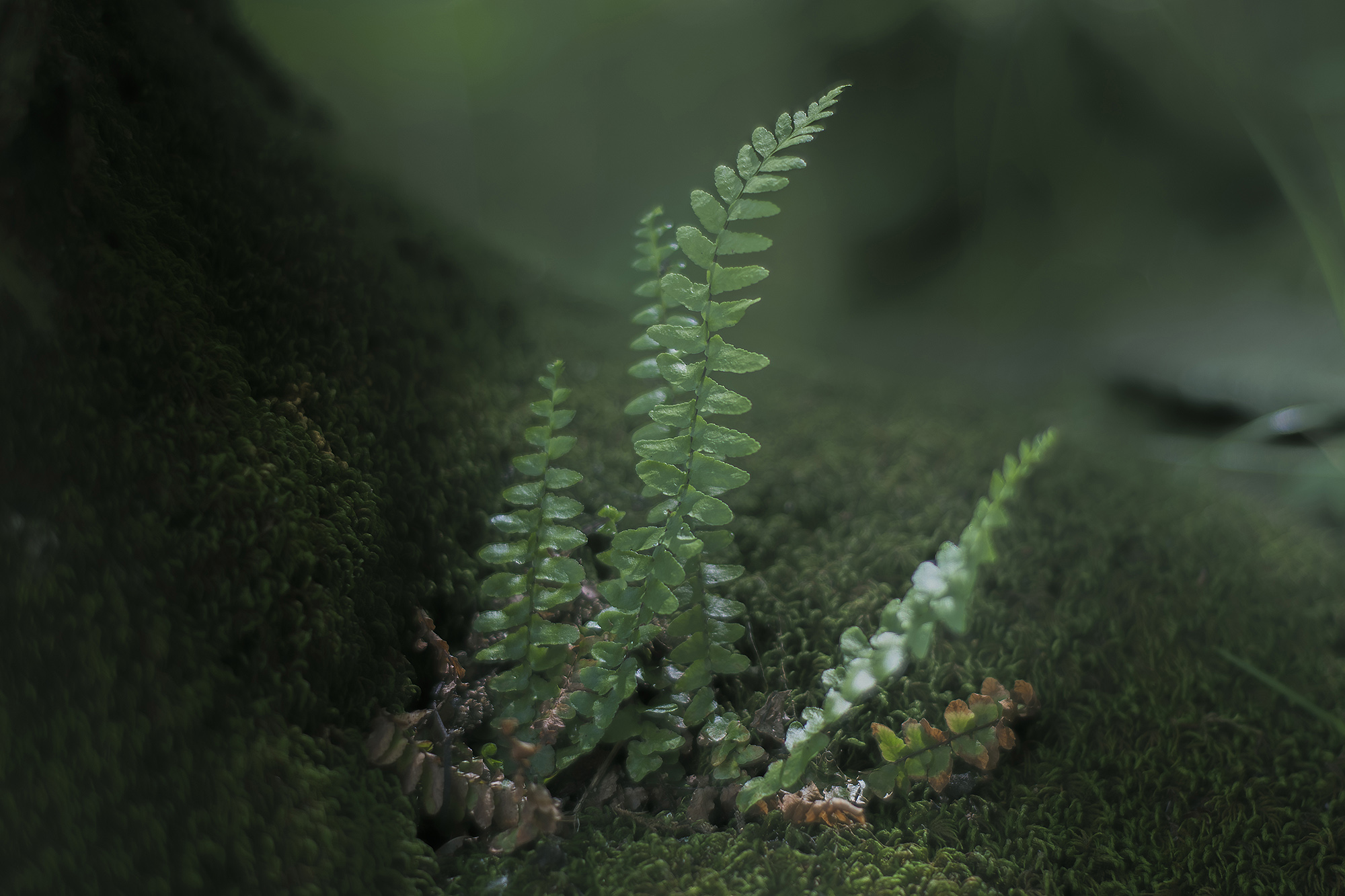 lush, emerald fern sprout growing on a tree trunk