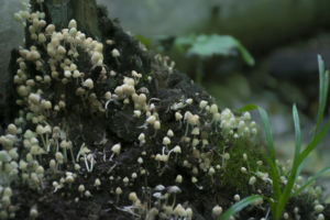 colony of tiny fungi growing on tree stump