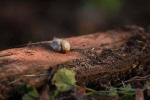 Tiny garden grub curled up on a piece of bark