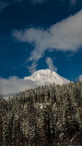 Wide angle shot of snow covered mount hood with pine trees below