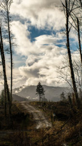 dynamic clouds grace the countryside over western Oregan in the Tillamook forest.