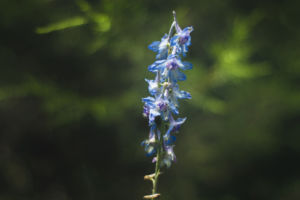 Blue rod flowers