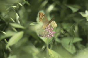 butterfly perched on a wildflower