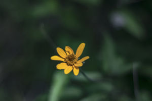 Golden wild field daisy