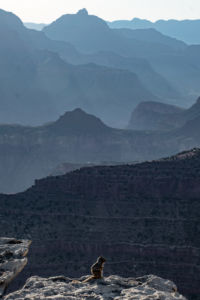 Desert squirl stands on the edge of the Grand Canyon